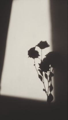 a black and white photo of three flowers in the shadow with a light coming from behind it