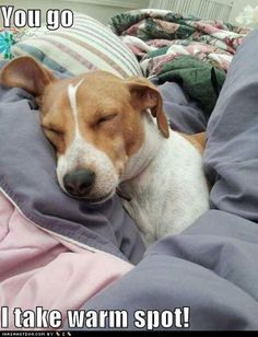 a brown and white dog sleeping on top of a bed covered in blankets with the caption you'll never know just how strong someone is until