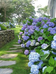 blue hydrangeas line the side of a stone wall in front of a house