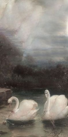 two white swans swimming in a body of water