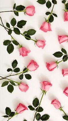 several pink roses are arranged on a white surface with green leaves in the middle and bottom