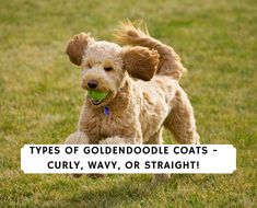 a brown dog holding a tennis ball in it's mouth with the words types of goldendoodle coats - curly, way, or straight