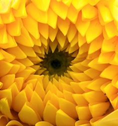 the center of a large yellow flower