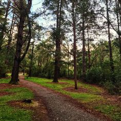 a path in the middle of a forest with lots of trees