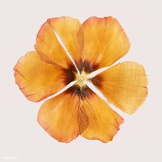 an orange flower with white stamens on it's petals is seen from above