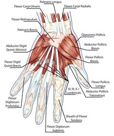 an image of the wrist and hand muscles