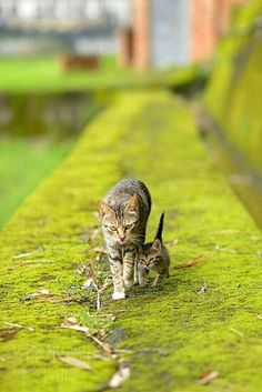 two cats are walking along the mossy wall