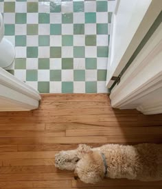 a dog laying on the floor in front of a bathroom door looking up at something