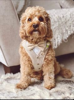 a small brown dog wearing a bow tie