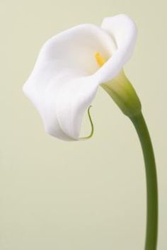 a single white flower with green stems in front of a light colored wall and floor