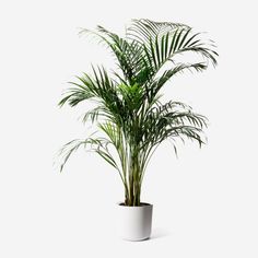 a plant in a white pot on a white background