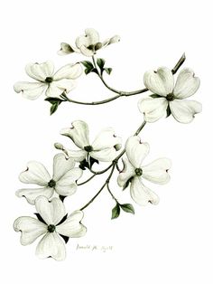 a drawing of white flowers on a branch with green leaves and buds in the center