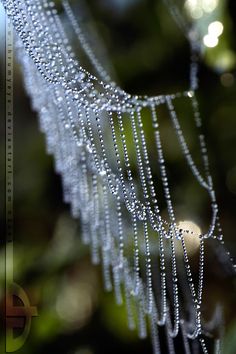 a close up of water droplets hanging from a tree