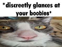 a grey and white cat looking at the camera with an ad above it that says, dissectly glanes at your boobles