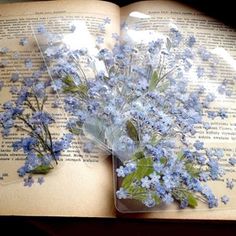 blue flowers are sitting on top of an open book