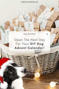 a black and white dog sitting in front of a basket filled with christmas cards on top of a wooden table