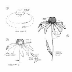 the parts of a daisy flower