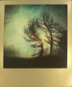 a polaroid photograph of two trees with the sun behind them