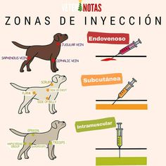 a poster with different types of dogs in spanish