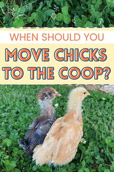 2 baby chicks sitting in the clover Chicken Coop Assessories, Inside Small Chicken Coop, Chickens And Chicks, Chick Brooder Inside Coop, Easy Chicken Brooder Ideas, Chicken Coop Activity Ideas, Chicks Coop Ideas, Raised Chicken Coop Plans, Chick Care Tips