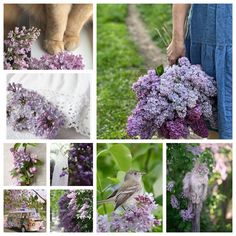 the collage shows different types of lilacs in bloom, including one bird and two cats