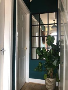 a houseplant in a pot sitting next to a doorway