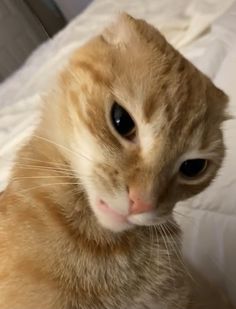 an orange and white cat sitting on top of a bed