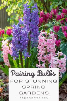 Learn how to create jaw-dropping spring gardens with the best strategies for pairing flower bulbs. This guide includes garden care tips, summer flowers, and beautiful spring and fall bulbs to transform your garden. Bulbs To Plant In Spring, Spring Gardens, Flower Bulb, Summer Flowers Garden, Deciduous Trees