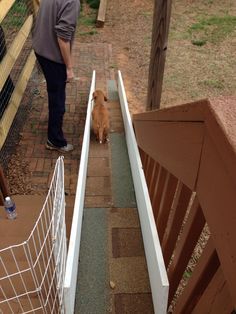 a man and his dog walking up the stairs to their enclosure at a petting zoo