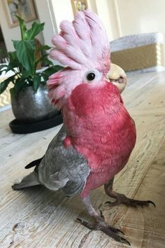 a pink and grey bird standing on top of a wooden table next to a potted plant