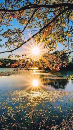 the sun shines brightly through the leaves on trees over a lake with lily pads