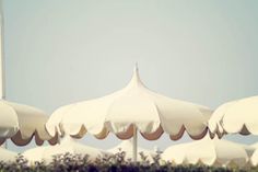 many white umbrellas are lined up in the grass