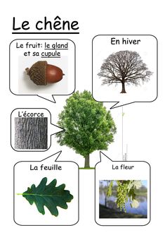 an image of different types of plants and trees in french with pictures on the side