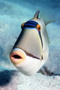 a fish that is looking at the camera