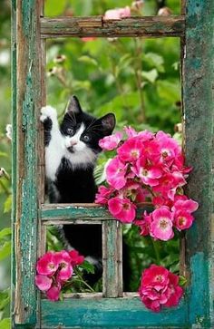 a black and white cat looking out an old window with pink flowers in the foreground