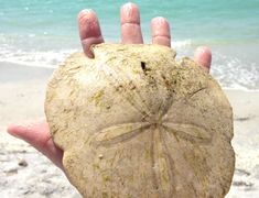 a person holding up a sand dollar at the beach