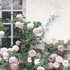 pink and white roses growing on the side of a building next to an open window