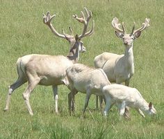 four white deer are grazing in the grass