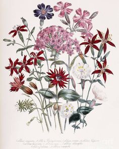 an antique print of flowers with leaves and stems in red, pink, purple and white colors