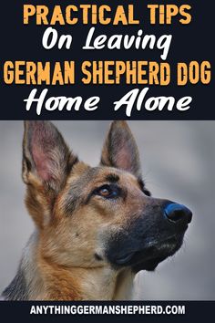 German Shepherd Care Tips, Training German Shepherd, Cuddle Puddle, German Shepherd Shedding, Puppy Things, No Reservations