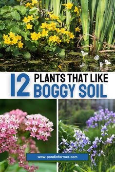 plants that like boggy soil are easy to grow and can be used in the garden