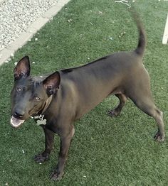 a dog standing on top of a lush green grass covered field next to a sidewalk