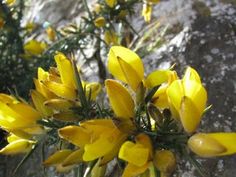 some yellow flowers are growing out of the rocks