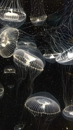 many jellyfish are floating in the water