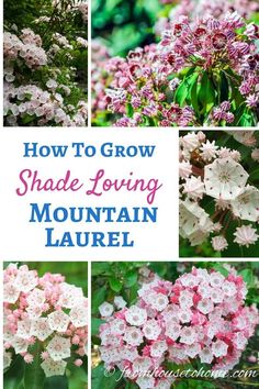 several different types of flowers with the words how to grow shade loving mountain laurell