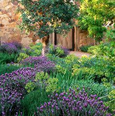 the garden is full of purple flowers and greenery in front of a stone building