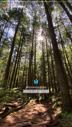 the sun shines through the trees in the forest on a path that is surrounded by tall