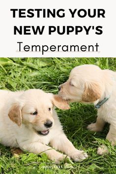 two puppies playing in the grass with text overlay reading testing your new puppy's temperature