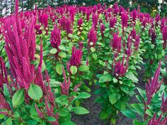 purple flowers in the middle of a field with lots of green leaves on top of them