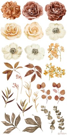 various flowers and leaves are shown on a white background, including brown, pink, yellow and